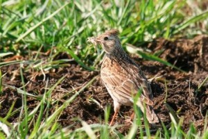 Federcaccia Bergamo Federcaccia Bergamo