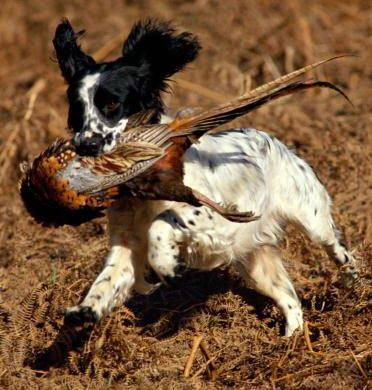 Setter Inglese in riporto di fagiano Setter Inglese in riporto di fagiano