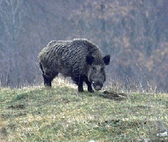 Cinghiale