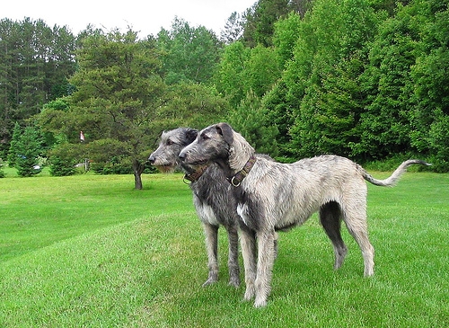 L’Irish Wolfhound è una razza irlandese selezionata per la caccia al lupo ed all’orso.