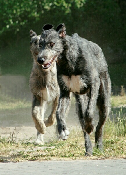 Caccia grossa con l’Irish Wolfhound