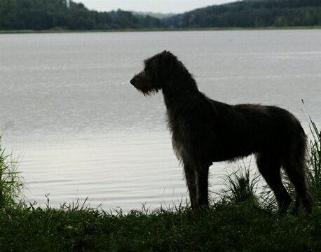 L’Irish Wolfhound è una razza irlandese