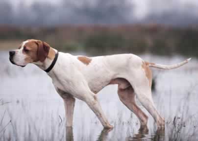 Pointer in ferma