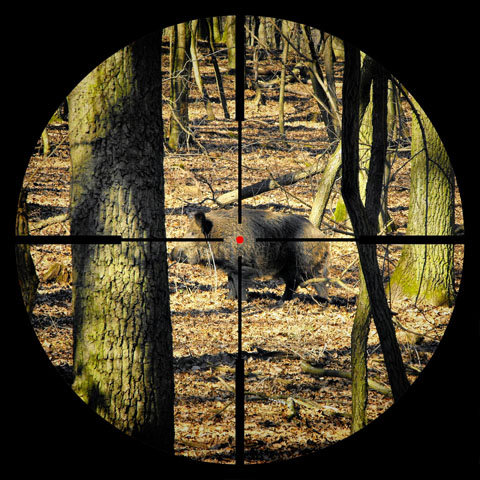 Selvaggina: punti vitali del selvatico e gli effetti del proiettile