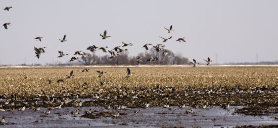 Anatre migratorie Anatre migratorie