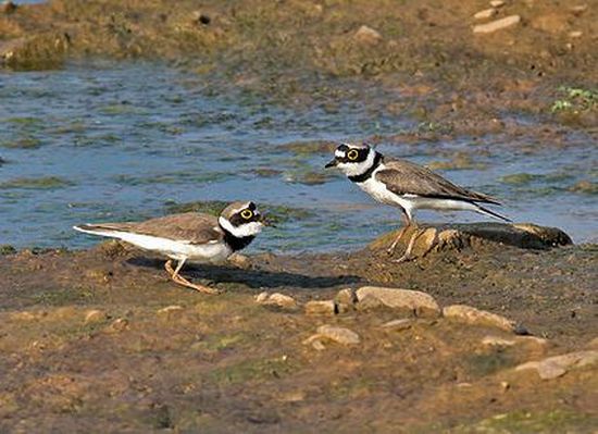 Corriere Piccolo Corriere Piccolo