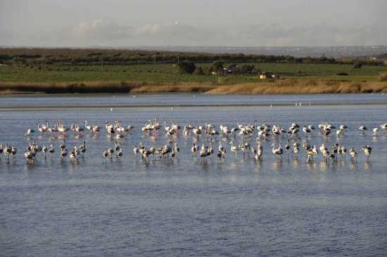 Pantani Longarini Pachino