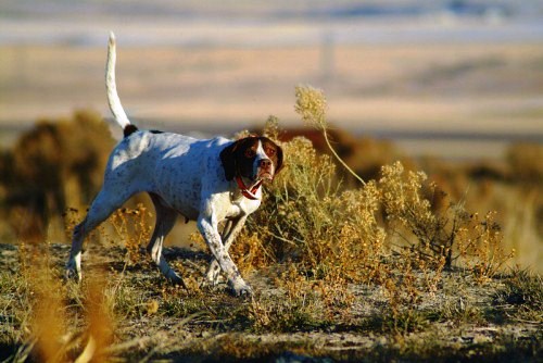Pointer in ferma Pointer in ferma