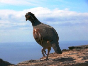 Caccia in Sardegna