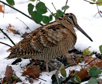 Beccaccia (Scolopax Rusticola) sulla neve Beccaccia (Scolopax Rusticola) sulla neve