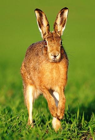 Lepre - Lepus Europaeus