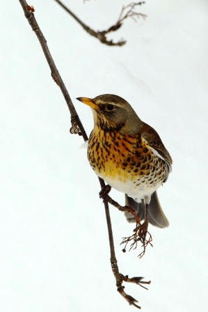 Cesena - Turdus Pilaris