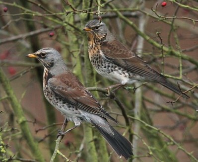 Cesena - Turdus pilaris