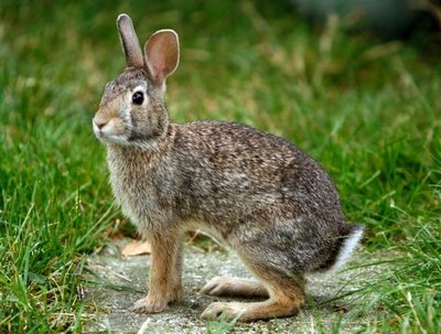 Coniglio Selvatico - Oryctolagus cuniculus Coniglio Selvatico - Oryctolagus cuniculus