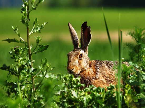 Lepre - Lepus europaeus