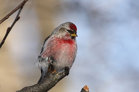 Organetto, Carduelis flammea