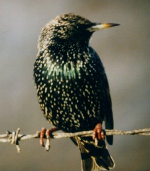 Storno - Sturnus Vulgaris