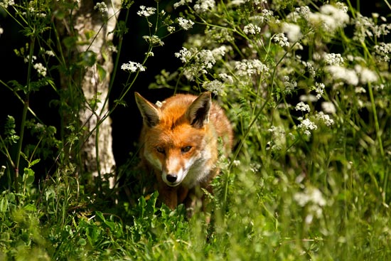 Volpe - Vulpes Vulpes