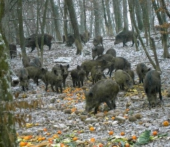 Cinghiali - Sus Scrofa