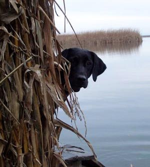 Cane da Caccia da riporto ha bisogno di una corretta alimentazione per poter affrontare al meglio l'azione di caccia