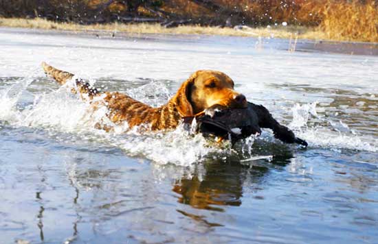 Cane da Caccia al riporto di Anara selvatica