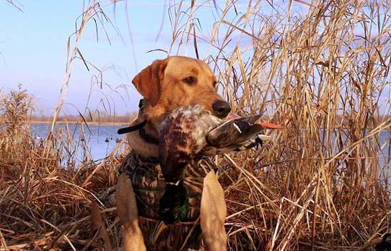 Retriever da caccia dopo un riporto di anatra selvatica in acqua