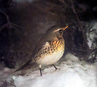 Cesena - Turdus Pilaris Cesena - Turdus Pilaris
