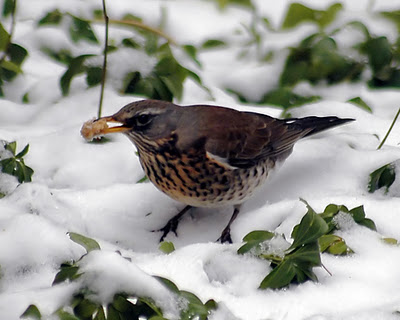 Cesena - Turdus Pilaris