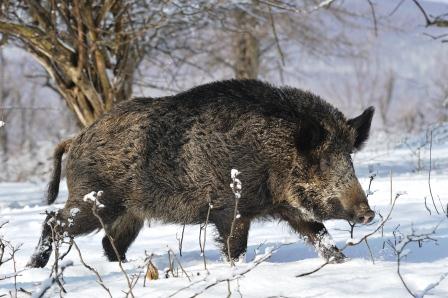 Cinghiale (Sus Scrofa) sulla neve