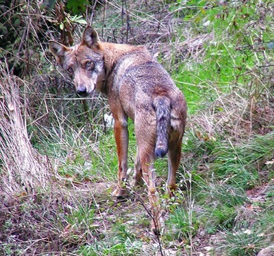 Lupo - Canis Lupus Italicus