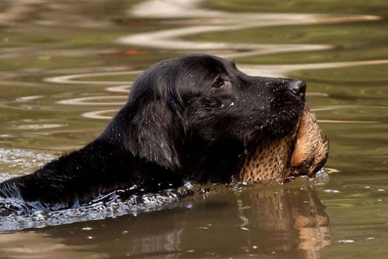 Cane da Caccia labrador nero a riporto di anatra selvatica