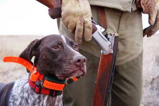 Cane da Caccia e Cacciatore attendono le loro anatre durante battuta di caccia