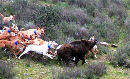Muta di cani da caccia all'inseguimento di un cinghiale durante una battuta di caccia in Toscana