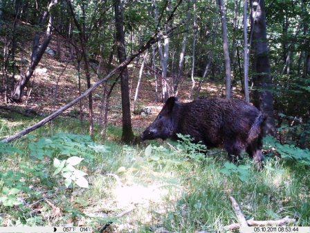 Cinghiale - Sus Scrofa