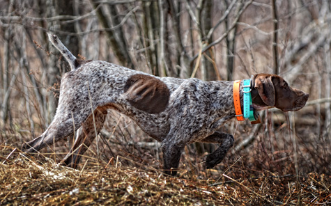 Pointer in ferma - caccia