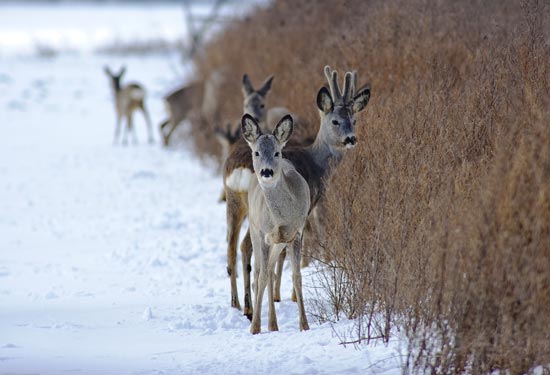 Capriolo - Capreolus Capreolus