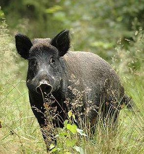 Cinghiale - Sus Scrofa