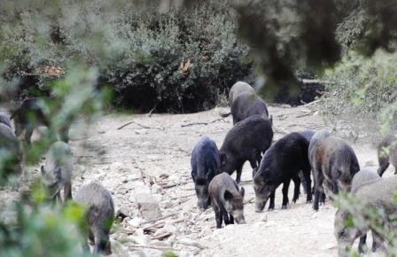 Cinghiali in branco - Sus Scrofa