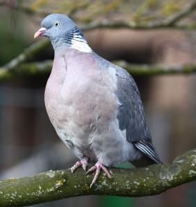 Colombaccio - Columba Palumbus