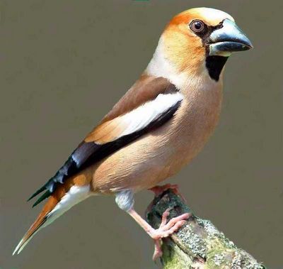 Frosone - Coccothraustes coccothraustes 