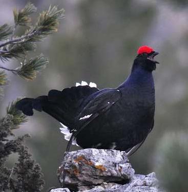 Gallo Forcello - Tetrao tetrix