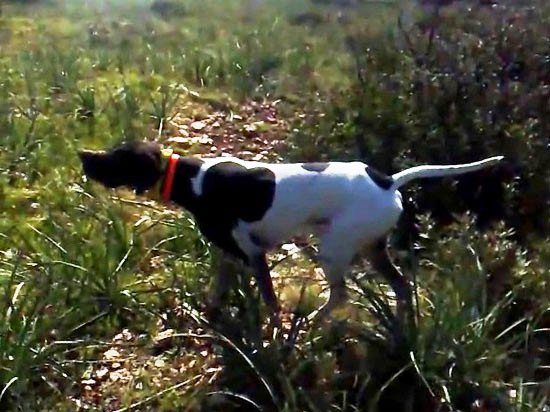 Pointer in ferma su Beccaccia - Cane da Caccia Pointer in ferma su Beccaccia - Cane da Caccia