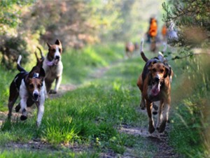 Cani da seguita su Volpe