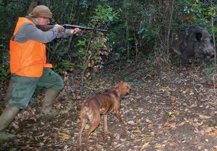 Caccia al Cinghiale con cane