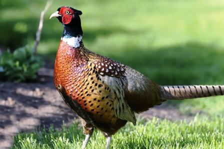 Fagiano - Phasianus Colchicus Fagiano - Phasianus Colchicus