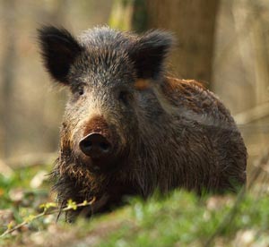 Cinghiale - Sus Scrofa