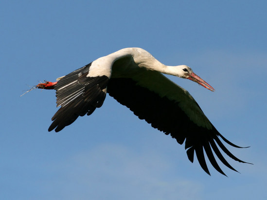 Cicogna - Ciconia Ciconia Cicogna - Ciconia Ciconia