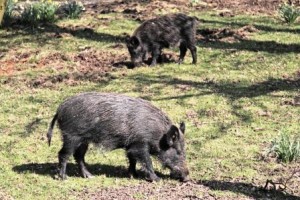 Controllo del cinghiale