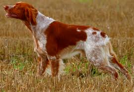 Espagneul Breton in ferma - cane caccia