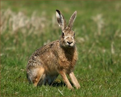 Lepre - Lepus Europaeus